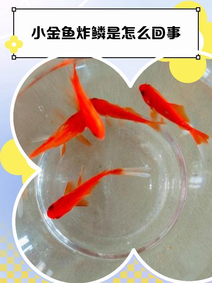 松鱗病有哪些早期癥狀，孔雀魚得了松鱗病怎么辦余月教你早期預(yù)防和治療
