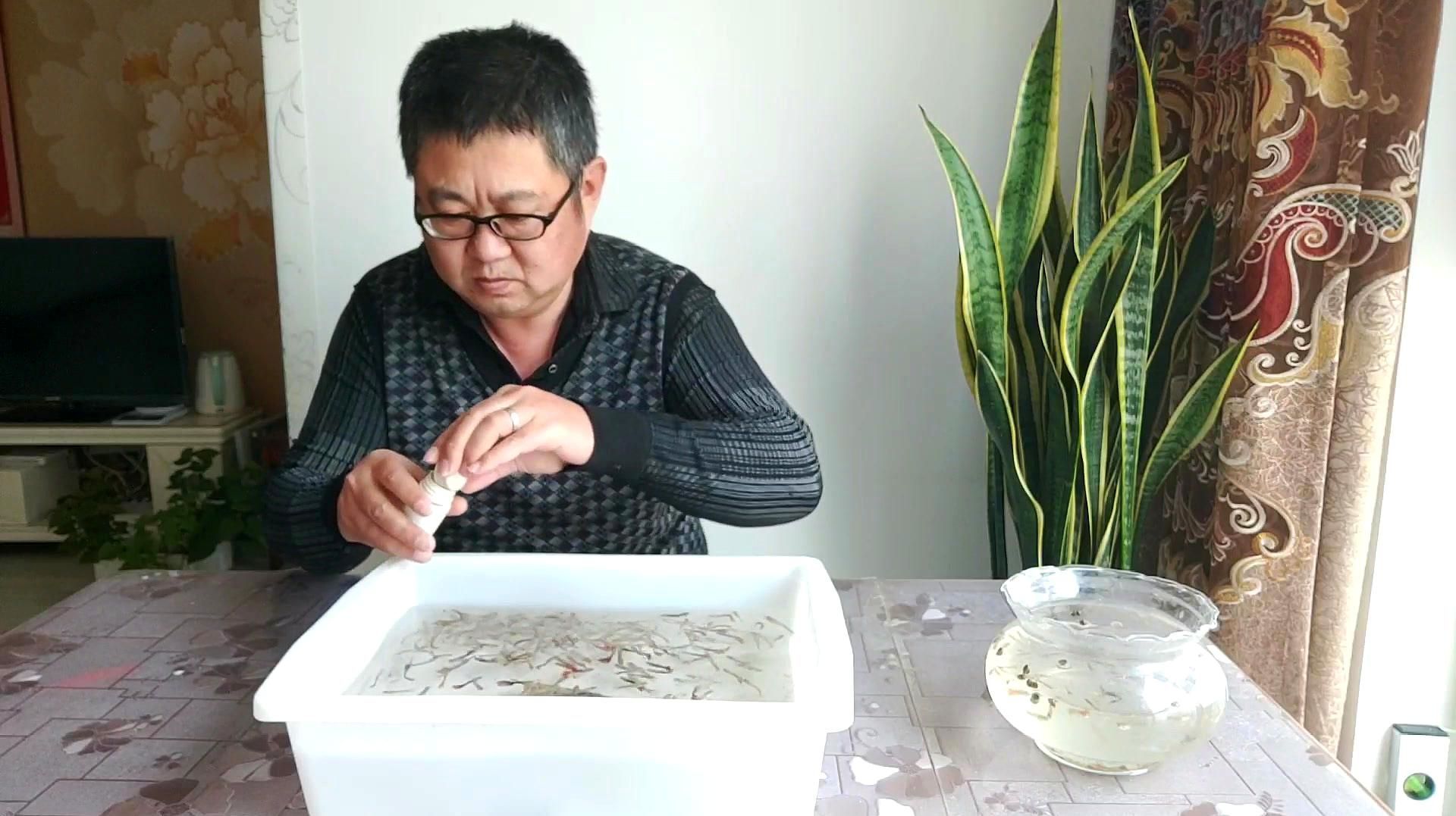 松鱗病有哪些早期癥狀，孔雀魚得了松鱗病怎么辦余月教你早期預防和治療 松鱗病有哪些早期癥狀，孔雀魚得了松鱗病怎么辦余月教你早期預防和治療 龍魚百科 第2張