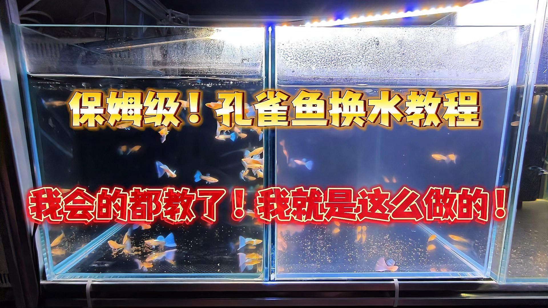 孔雀魚換水時(shí)需要注意什么，保姆級(jí)孔雀魚換水操作流程以及注意事項(xiàng)