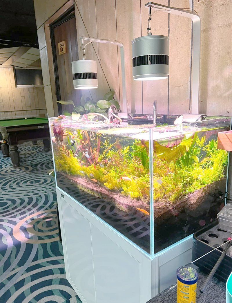 如何判斷龍魚缸是否擺放正確，判斷龍魚缸是否擺放正確的五大核心維度