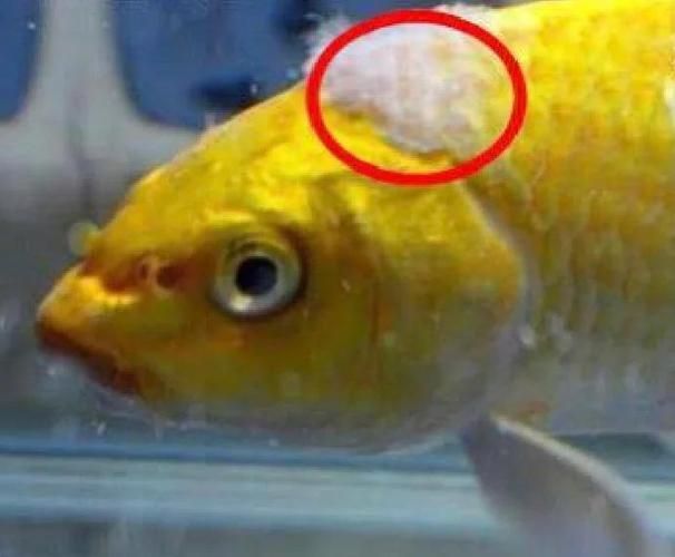 如何預(yù)防魚塘水霉病的發(fā)生，魚塘水霉病預(yù)防詳解 如何預(yù)防魚塘水霉病的發(fā)生，魚塘水霉病預(yù)防詳解 龍魚百科 第6張