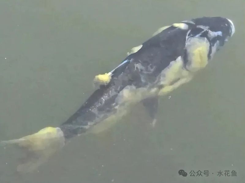 如何預(yù)防魚塘水霉病的發(fā)生，魚塘水霉病預(yù)防詳解 如何預(yù)防魚塘水霉病的發(fā)生，魚塘水霉病預(yù)防詳解 龍魚百科 第7張