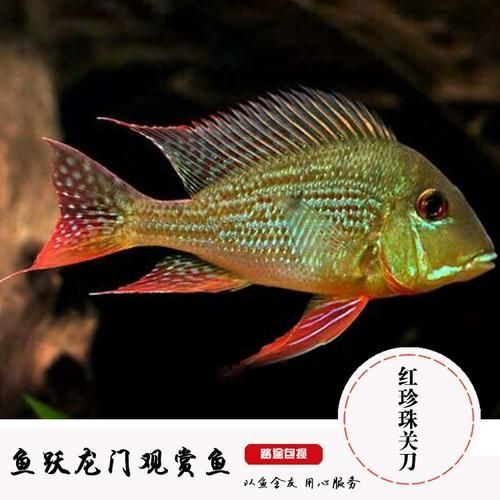 朱巴利魚有哪些品種 龍魚百科 第3張 朱巴利魚有哪些品種 朱巴利魚有哪些品種 龍魚百科 第3張