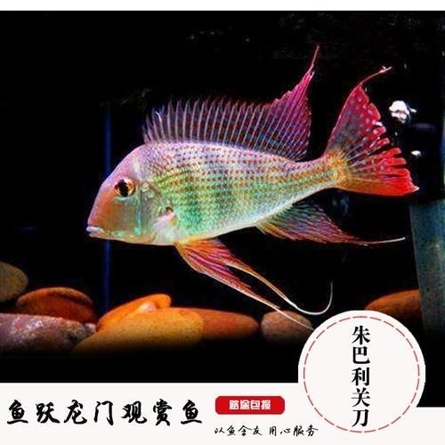 朱巴利魚有哪些品種 龍魚百科 第2張 朱巴利魚有哪些品種 朱巴利魚有哪些品種 龍魚百科 第2張