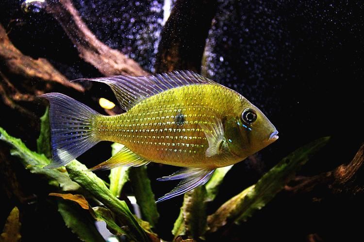 朱巴利魚有哪些品種 龍魚百科 第9張 朱巴利魚有哪些品種 朱巴利魚有哪些品種 龍魚百科 第9張