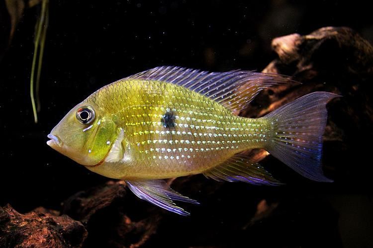 朱巴利魚有哪些品種 龍魚百科 第8張 朱巴利魚有哪些品種 朱巴利魚有哪些品種 龍魚百科 第8張