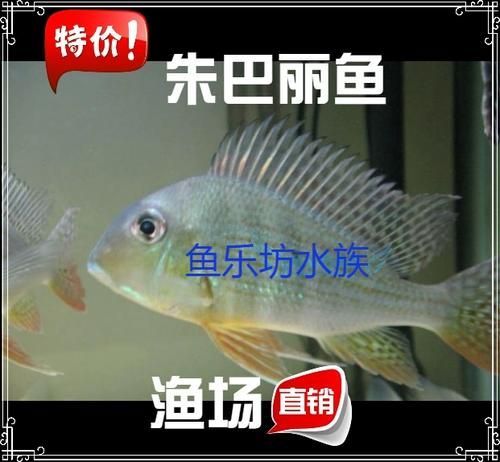 朱巴利魚有哪些品種 龍魚百科 第6張 朱巴利魚有哪些品種 朱巴利魚有哪些品種 龍魚百科 第6張