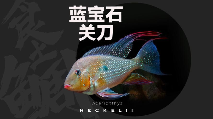 朱巴利魚有哪些品種 龍魚百科 第7張 朱巴利魚有哪些品種 朱巴利魚有哪些品種 龍魚百科 第7張