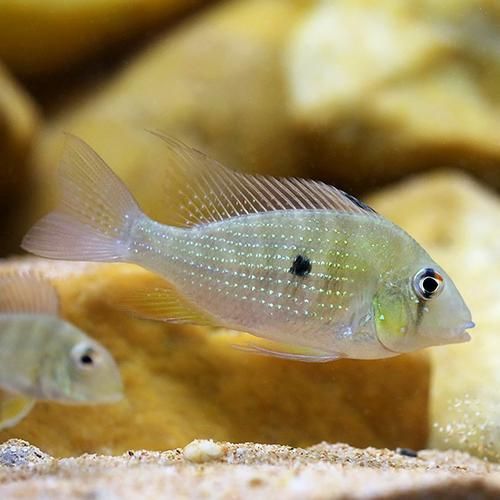 朱巴利魚有哪些品種 龍魚百科 第11張 朱巴利魚有哪些品種 朱巴利魚有哪些品種 龍魚百科 第11張
