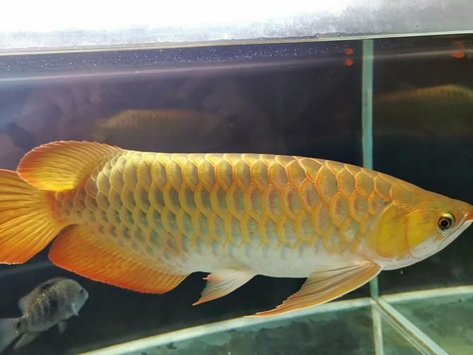 七彩龍魚有哪些飼養(yǎng)要點?,七彩神仙魚的飼養(yǎng)要點 龍魚百科 第11張 七彩龍魚有哪些飼養(yǎng)要點?,七彩神仙魚的飼養(yǎng)要點 七彩龍魚有哪些飼養(yǎng)要點?,七彩神仙魚的飼養(yǎng)要點 龍魚百科 第11張