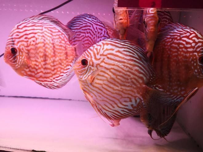 七彩龍魚有哪些飼養(yǎng)要點？，七彩神仙魚的飼養(yǎng)要點 七彩龍魚有哪些飼養(yǎng)要點？，七彩神仙魚的飼養(yǎng)要點 龍魚百科 第13張