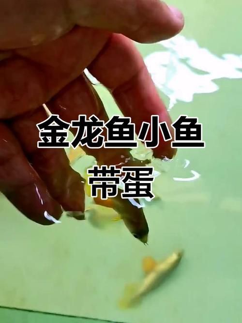 給我一些金龍魚幼崽的圖片，金龍魚幼崽的圖片展示了它們?cè)谒逑渲械纳顮顟B(tài)