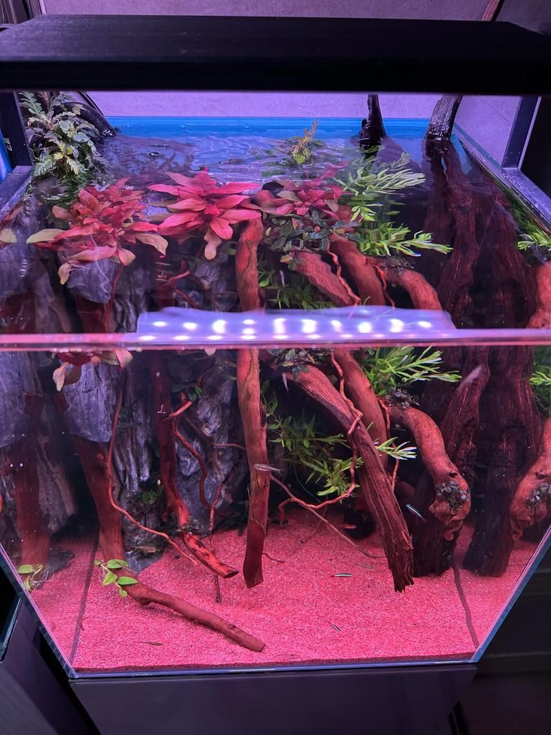 如何選擇適合養龍的龍魚缸?,如何選擇適合養龍的魚缸 龍魚百科 第7張 如何選擇適合養龍的龍魚缸?,如何選擇適合養龍的魚缸 如何選擇適合養龍的龍魚缸?,如何選擇適合養龍的魚缸 龍魚百科 第7張