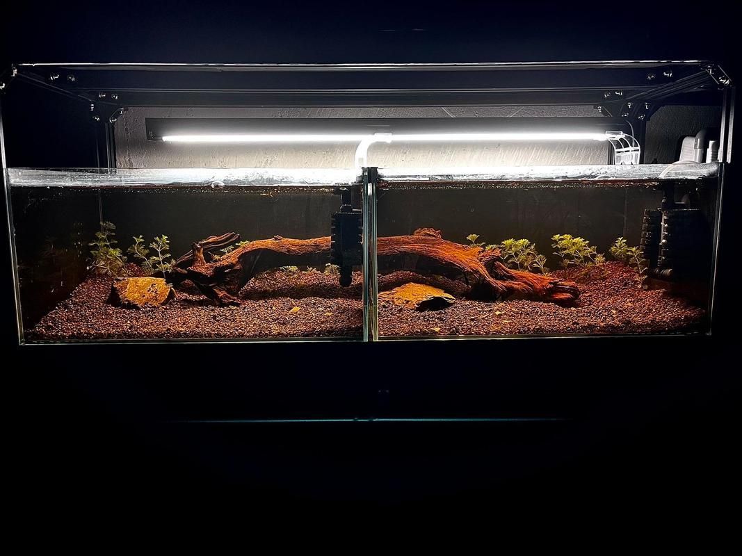 給我一些簡約風格的龍魚缸造景圖片，簡約風格的龍魚缸造景 給我一些簡約風格的龍魚缸造景圖片，簡約風格的龍魚缸造景 龍魚百科 第13張