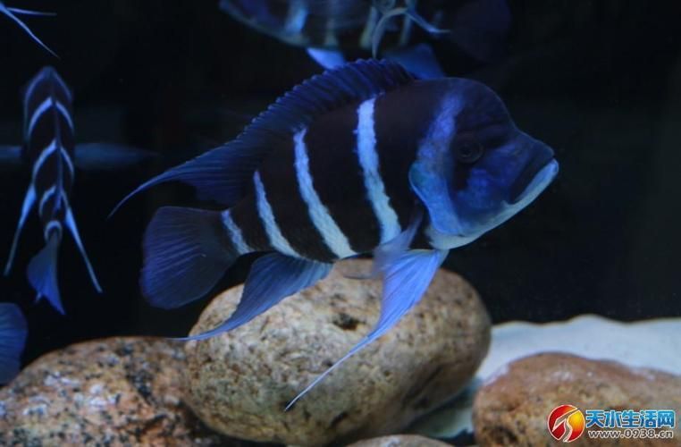 如何判斷薩伊藍魚是否成熟?,arxiv論文助手arxiv論文助手判斷薩伊藍魚成熟需求 龍魚百科 第3張 如何判斷薩伊藍魚是否成熟?,arxiv論文助手arxiv論文助手判斷薩伊藍魚成熟需求 如何判斷薩伊藍魚是否成熟?,arxiv論文助手arxiv論文助手判斷薩伊藍魚成熟需求 龍魚百科 第3張