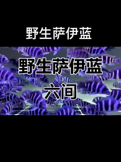 如何判斷薩伊藍魚是否成熟?,arxiv論文助手arxiv論文助手判斷薩伊藍魚成熟需求 龍魚百科 第4張 如何判斷薩伊藍魚是否成熟?,arxiv論文助手arxiv論文助手判斷薩伊藍魚成熟需求 如何判斷薩伊藍魚是否成熟?,arxiv論文助手arxiv論文助手判斷薩伊藍魚成熟需求 龍魚百科 第4張