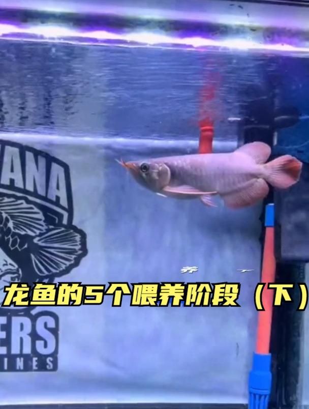 給我一份龍魚分階段喂養指南，龍魚分階段喂養指南 給我一份龍魚分階段喂養指南，龍魚分階段喂養指南 龍魚百科