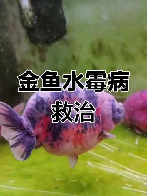 如何預防觀賞魚長白霜,如何預防觀賞魚身上長白霜 龍魚百科 第6張 如何預防觀賞魚長白霜,如何預防觀賞魚身上長白霜 如何預防觀賞魚長白霜,如何預防觀賞魚身上長白霜 龍魚百科 第6張