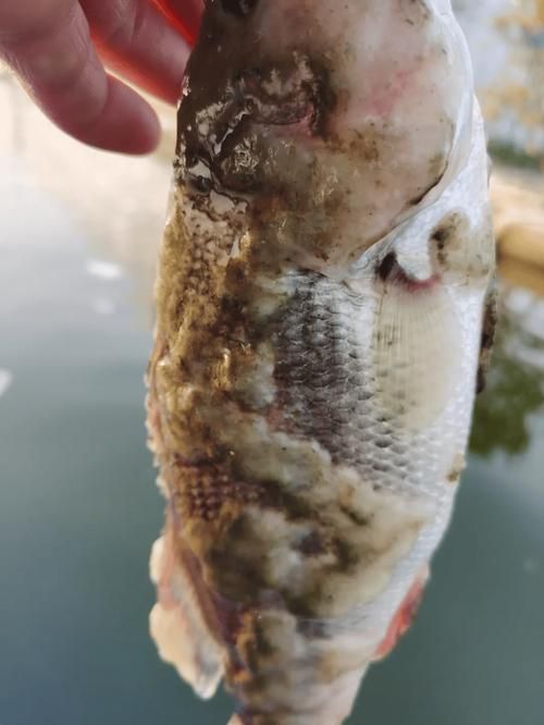 如何預防觀賞魚長白霜,如何預防觀賞魚身上長白霜 龍魚百科 第5張 如何預防觀賞魚長白霜,如何預防觀賞魚身上長白霜 如何預防觀賞魚長白霜,如何預防觀賞魚身上長白霜 龍魚百科 第5張