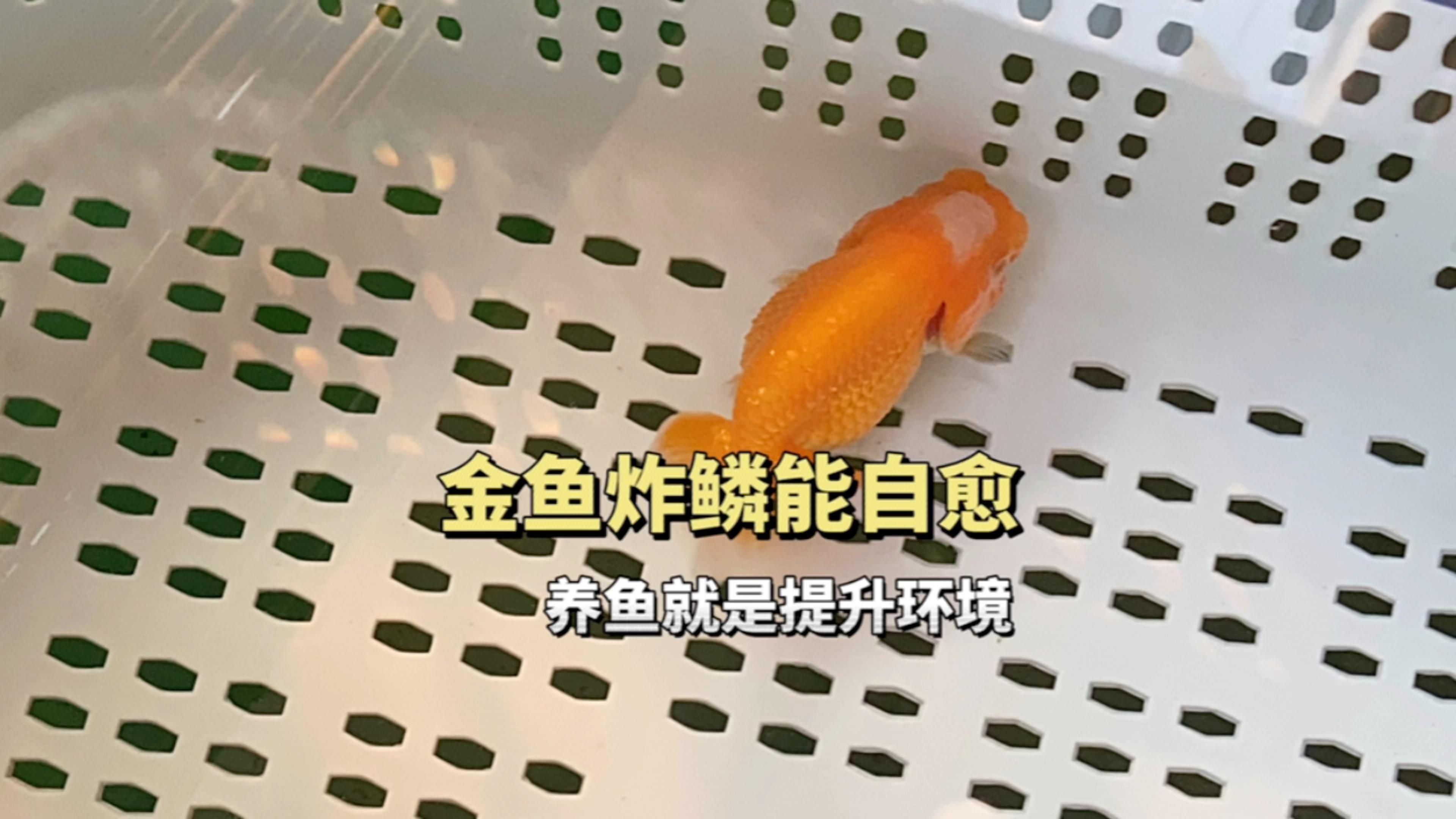 金魚炸鱗能自愈嗎，寵物看板娘，如何設置高清動態壁紙？