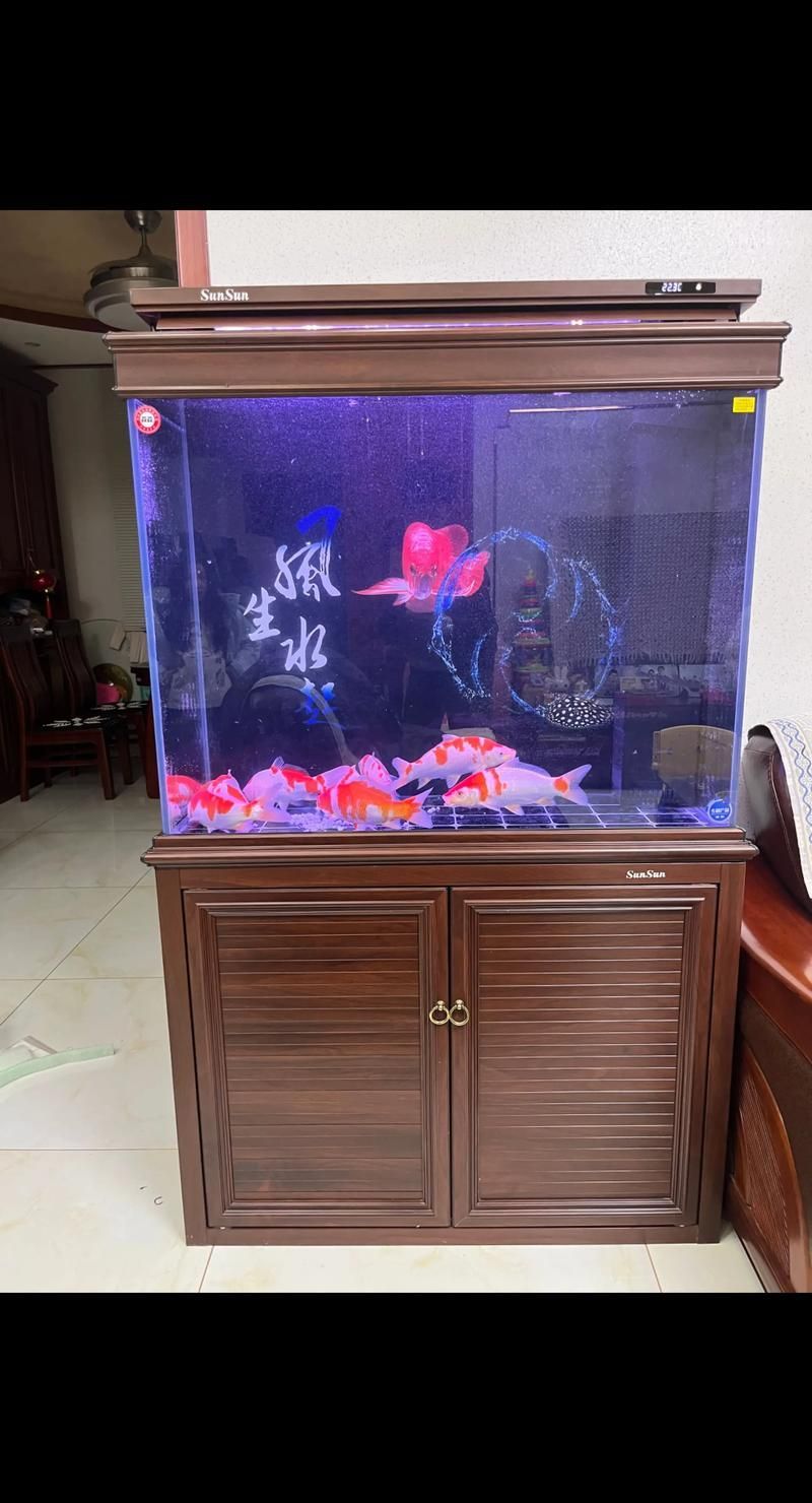 龍魚魚缸哪個系列性價比最高，龍魚魚缸、愛麗思、森森、威樂、森森、威樂、森森、威樂 龍魚魚缸哪個系列性價比最高，龍魚魚缸、愛麗思、森森、威樂、森森、威樂、森森、威樂 龍魚百科 第5張