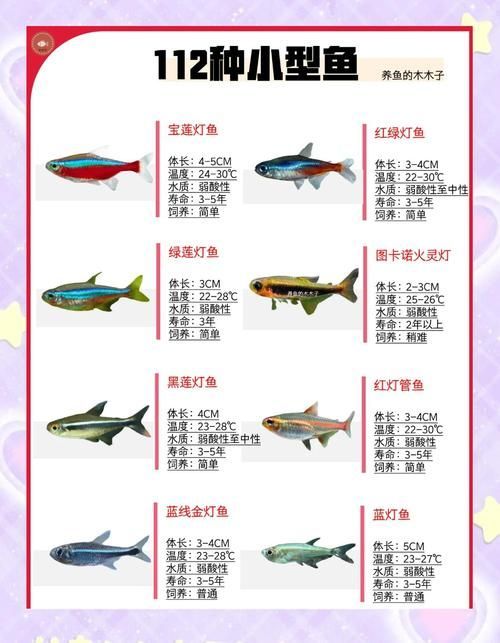 能否提供更多觀賞魚品種的圖片，四角龍魚的飼養方法 能否提供更多觀賞魚品種的圖片，四角龍魚的飼養方法 龍魚百科 第2張