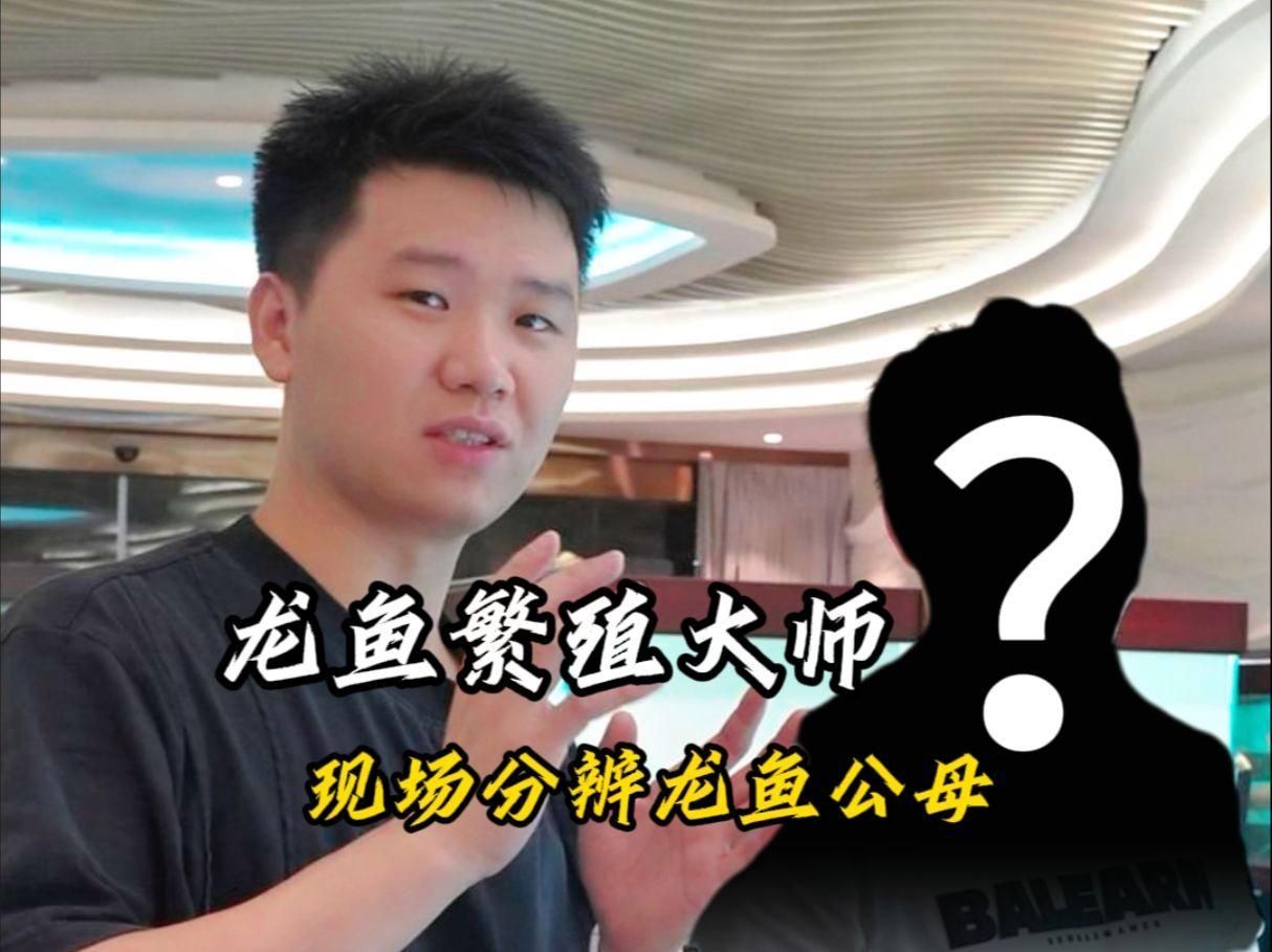 如何判斷龍魚的性別？，判斷龍魚的性別主要可通過體型、頭型、鰭部結構及行為表現等多個方面綜合分析 如何判斷龍魚的性別？，判斷龍魚的性別主要可通過體型、頭型、鰭部結構及行為表現等多個方面綜合分析 龍魚百科 第2張