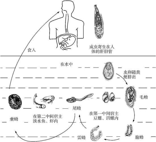 如何判斷自己是否感染了魚類寄生蟲,魚類寄生蟲感染 龍魚百科 第4張 如何判斷自己是否感染了魚類寄生蟲,魚類寄生蟲感染 如何判斷自己是否感染了魚類寄生蟲,魚類寄生蟲感染 龍魚百科 第4張