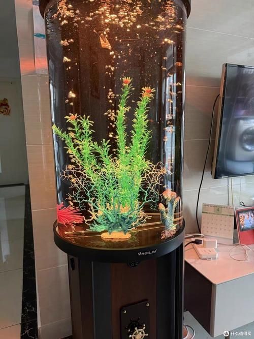 有哪些適合客廳的圓柱形魚缸，適合客廳的圓柱形魚缸 有哪些適合客廳的圓柱形魚缸，適合客廳的圓柱形魚缸 龍魚百科 第5張