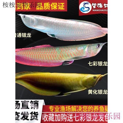 有哪些近緣種可能被用作假七彩銀龍魚，七彩銀龍魚的鑒別 有哪些近緣種可能被用作假七彩銀龍魚，七彩銀龍魚的鑒別 龍魚百科 第2張
