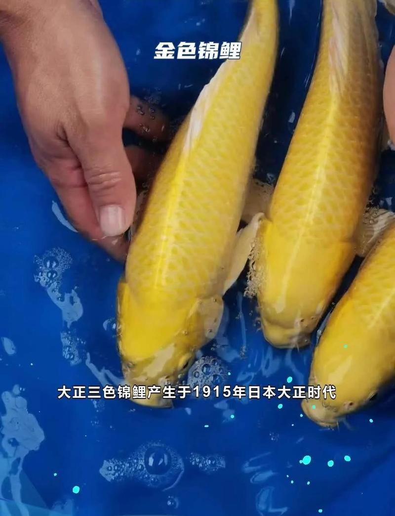 三色錦鯉的飼養技巧有哪些？，三色錦鯉的飼養指南 三色錦鯉的飼養技巧有哪些？，三色錦鯉的飼養指南 龍魚百科 第8張
