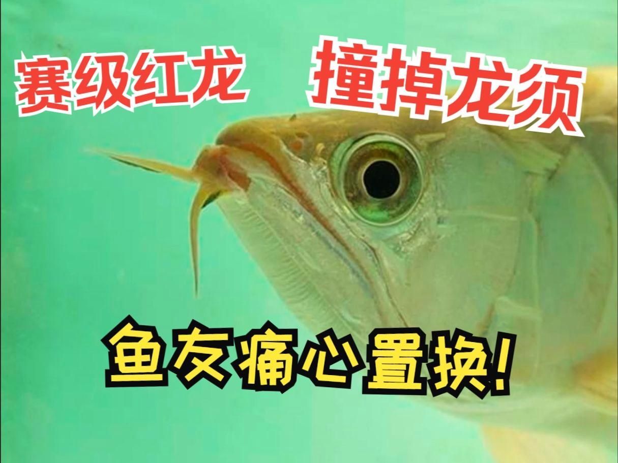 紅龍魚和金龍魚哪個更易飼養，紅龍魚和金龍魚哪個更易飼養金龍魚更適合新手玩家 紅龍魚和金龍魚哪個更易飼養，紅龍魚和金龍魚哪個更易飼養金龍魚更適合新手玩家 龍魚百科 第3張