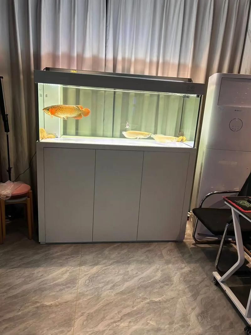 如何判斷一個龍魚缸的品牌好壞？，判斷一個龍魚缸品牌的好壞，可以從多個角度進行評估 如何判斷一個龍魚缸的品牌好壞？，判斷一個龍魚缸品牌的好壞，可以從多個角度進行評估 龍魚百科 第6張