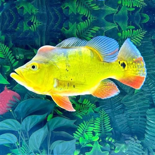 金三間魚哪個品種最珍貴？，金三間魚中最珍貴的品種，外觀華麗如“活體黃金”，價格上萬元