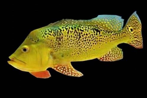 金三間魚哪個品種最珍貴?,金三間魚中最珍貴的品種,外觀華麗如“活體黃金”,價格上萬元 龍魚百科 第2張 金三間魚哪個品種最珍貴?,金三間魚中最珍貴的品種,外觀華麗如“活體黃金”,價格上萬元 金三間魚哪個品種最珍貴?,金三間魚中最珍貴的品種,外觀華麗如“活體黃金”,價格上萬元 龍魚百科 第2張