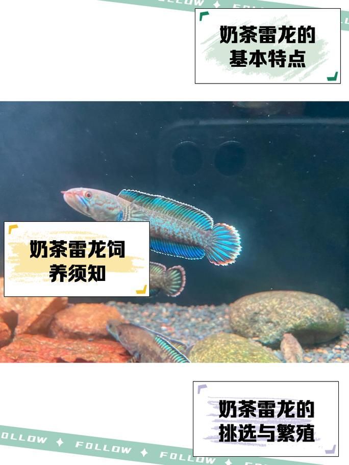 雷龍魚哪個品種最適合新手，適合新手養的雷龍魚品種 雷龍魚哪個品種最適合新手，適合新手養的雷龍魚品種 龍魚百科 第6張