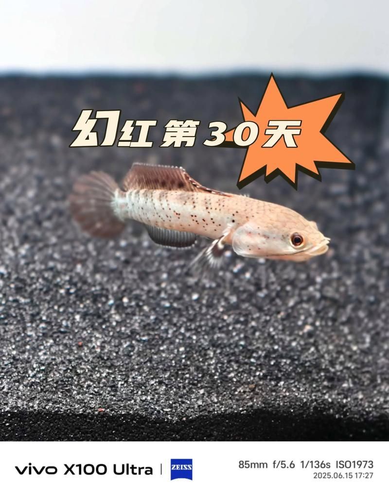 雷龍魚哪個品種最適合新手，適合新手養的雷龍魚品種 雷龍魚哪個品種最適合新手，適合新手養的雷龍魚品種 龍魚百科 第13張