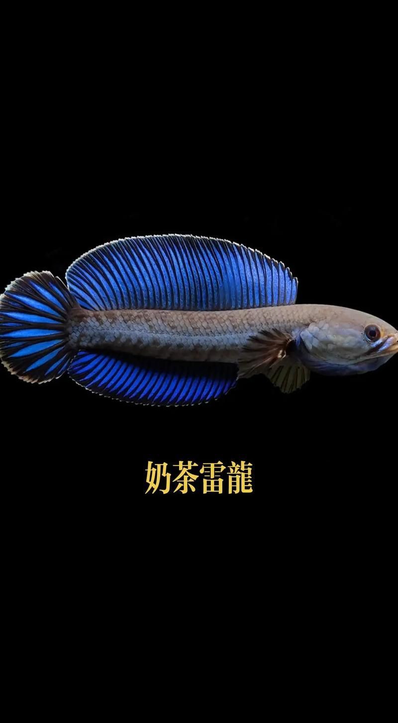 雷龍魚哪個品種最適合新手，適合新手養的雷龍魚品種 雷龍魚哪個品種最適合新手，適合新手養的雷龍魚品種 龍魚百科 第8張