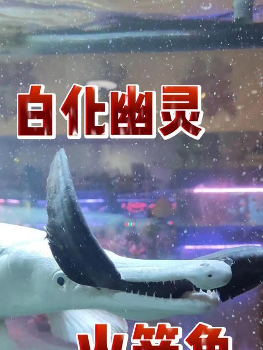白化火箭魚有哪些顏色變異，白化火箭魚vs白化幽靈火箭魚全民小視頻鑒賞指南 白化火箭魚有哪些顏色變異，白化火箭魚vs白化幽靈火箭魚全民小視頻鑒賞指南 龍魚百科 第3張