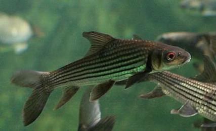 七紋巨鯉魚有哪些特點?,“七紋巨鯉魚并非錦鯉品種,七紋巨鯉魚并非錦鯉品種 龍魚百科 第1張 七紋巨鯉魚有哪些特點?,“七紋巨鯉魚并非錦鯉品種,七紋巨鯉魚并非錦鯉品種 七紋巨鯉魚有哪些特點?,“七紋巨鯉魚并非錦鯉品種,七紋巨鯉魚并非錦鯉品種 龍魚百科 第1張