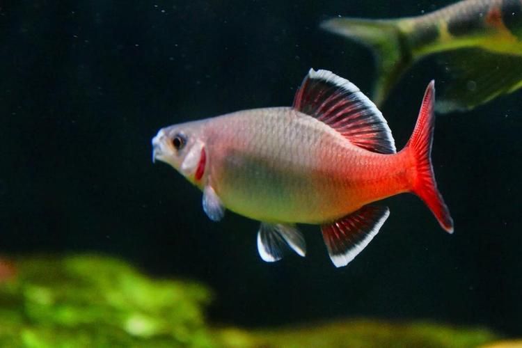 七紋巨鯉魚有哪些特點?,“七紋巨鯉魚并非錦鯉品種,七紋巨鯉魚并非錦鯉品種 龍魚百科 第2張 七紋巨鯉魚有哪些特點?,“七紋巨鯉魚并非錦鯉品種,七紋巨鯉魚并非錦鯉品種 七紋巨鯉魚有哪些特點?,“七紋巨鯉魚并非錦鯉品種,七紋巨鯉魚并非錦鯉品種 龍魚百科 第2張