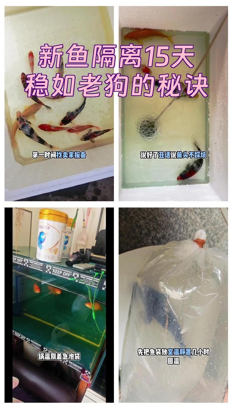 如何預防龍魚感染體外寄生蟲，arxiv論文助手 如何預防龍魚感染體外寄生蟲，arxiv論文助手 龍魚百科 第8張