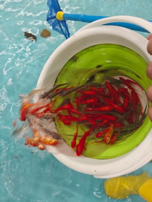 有沒有更詳細的養(yǎng)紅龍忠告，亞洲頂級觀賞魚“紅龍魚”飼養(yǎng)核心忠告詳解（1000字+配圖） 有沒有更詳細的養(yǎng)紅龍忠告，亞洲頂級觀賞魚“紅龍魚”飼養(yǎng)核心忠告詳解（1000字+配圖） 龍魚百科 第11張