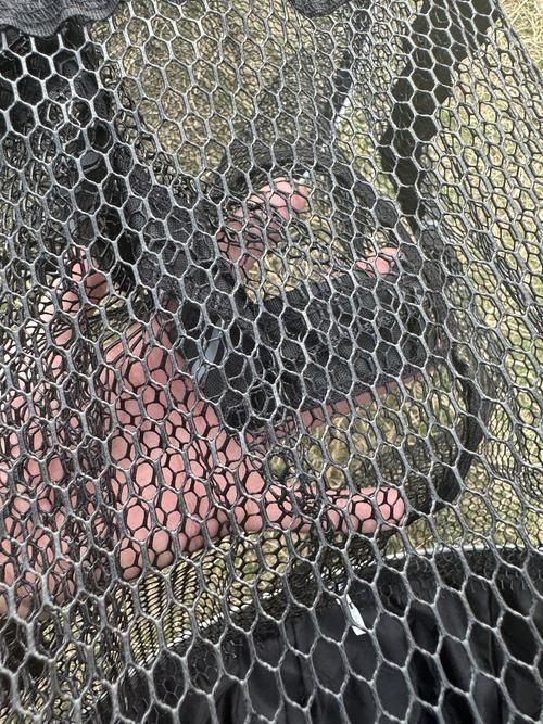 如何保護魚卵不被其他魚類啄食，保護魚卵不被其他魚類啄食 如何保護魚卵不被其他魚類啄食，保護魚卵不被其他魚類啄食 龍魚百科 第6張