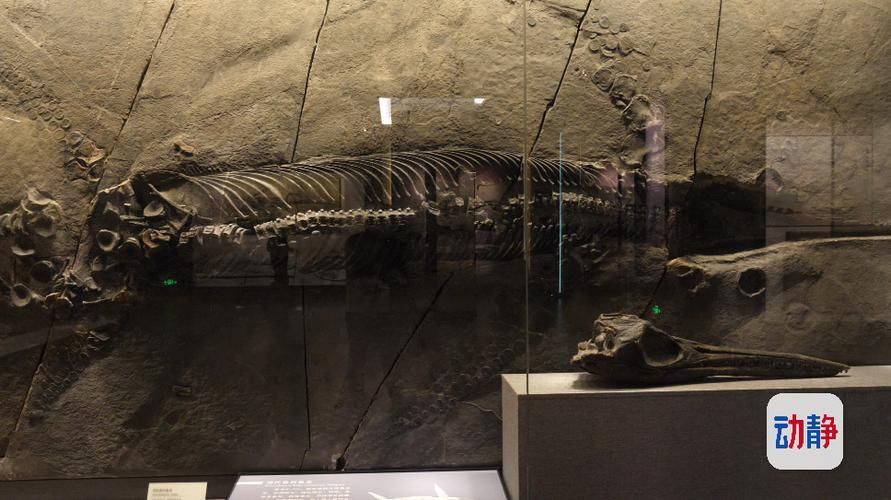 魚龍有哪些著名種類，關于魚龍的一些問題 魚龍有哪些著名種類，關于魚龍的一些問題 龍魚百科 第4張