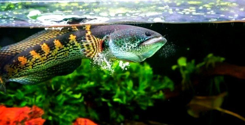 黃金眼鏡蛇雷龍魚有哪些特點？，橘子汽水海，黃金眼鏡蛇雷龍飼養全攻略
