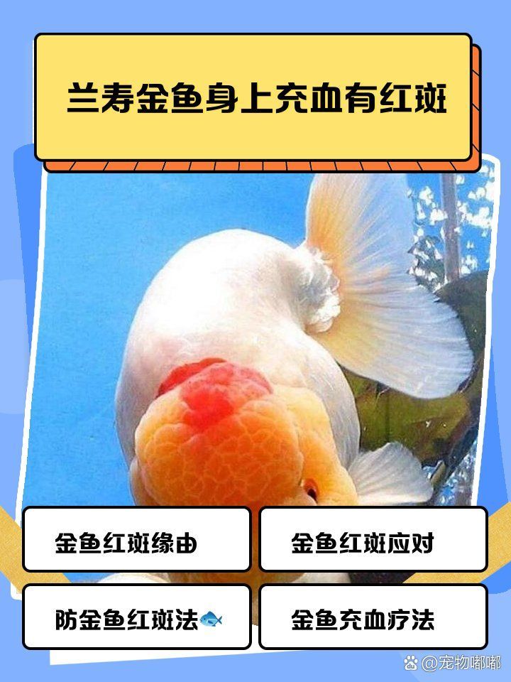 魚身上紅色淤血會自己好嗎，蘭壽金魚身上出現紅色淤血是否能自愈，新手不用慌睿暄白逸