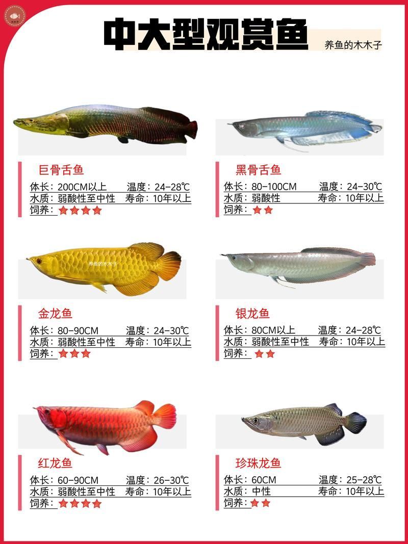 給我一些龍魚品種的高清圖片，高清圖片展示不同品種的龍魚品種，福滿鉆魚最便宜