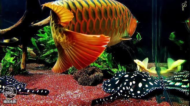 龍魚需要多大的活動空間？，養龍魚，空間是頭等大事 龍魚需要多大的活動空間？，養龍魚，空間是頭等大事 龍魚百科 第2張
