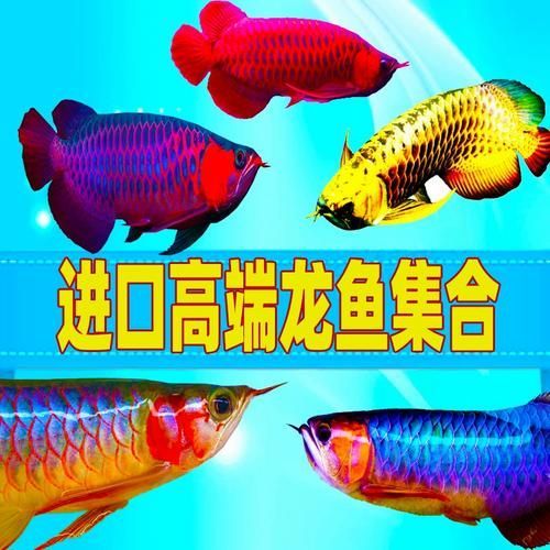 給我一些金頭藍底過背金龍的照片，資深龍魚玩家夢寐以求的終極收藏金頭藍底過背金龍 給我一些金頭藍底過背金龍的照片，資深龍魚玩家夢寐以求的終極收藏金頭藍底過背金龍 龍魚百科 第12張